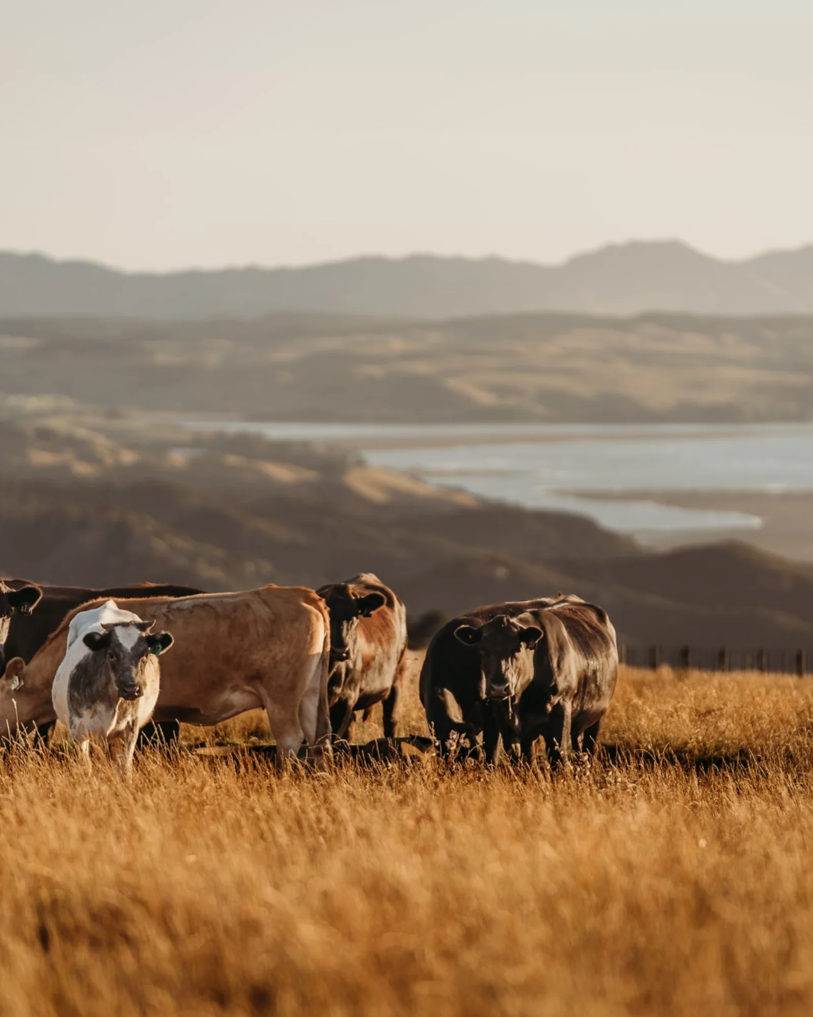 Cattle grazing on the Burgess Peaks farm in Raglan, New Zealand